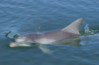 Port Adelaide Dolphin